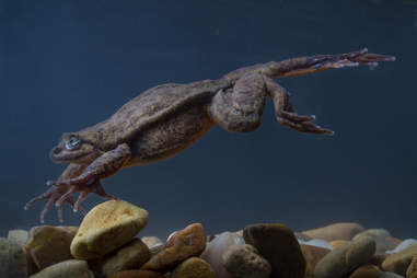Juliet the frog