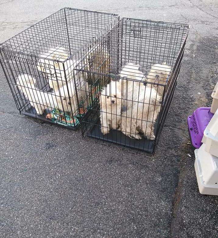 nine Bichons left in crates in animal shelter parking lot