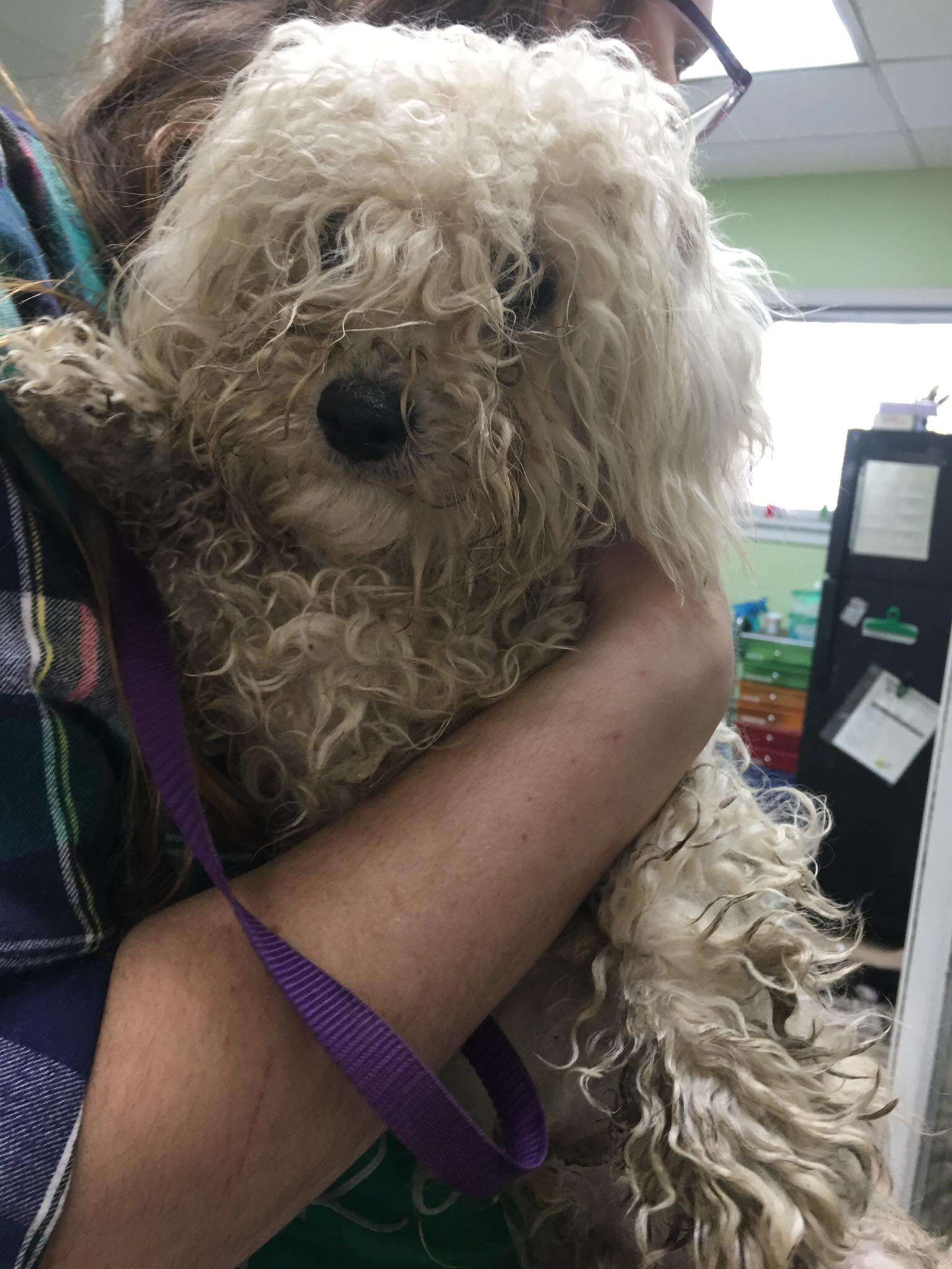 Severely matted Bichon frise abandoned at shelter