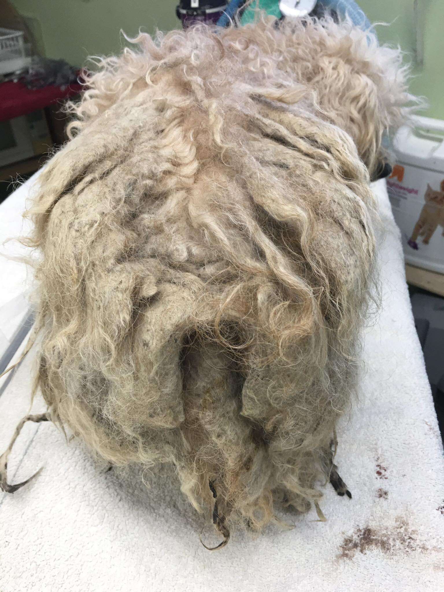 Severely matted dog rescued from parking lot