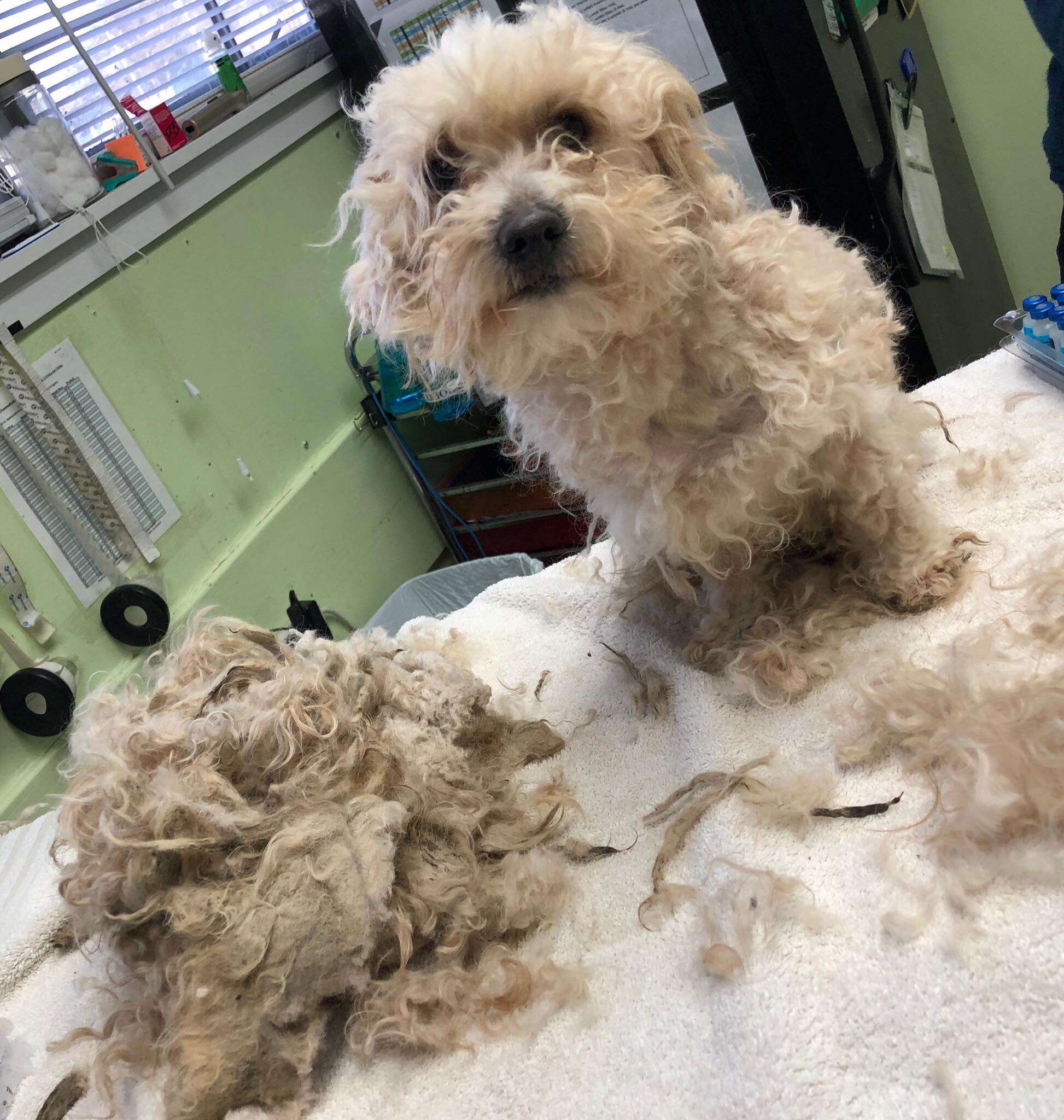 Shelter dog after his fur matts have been cut away