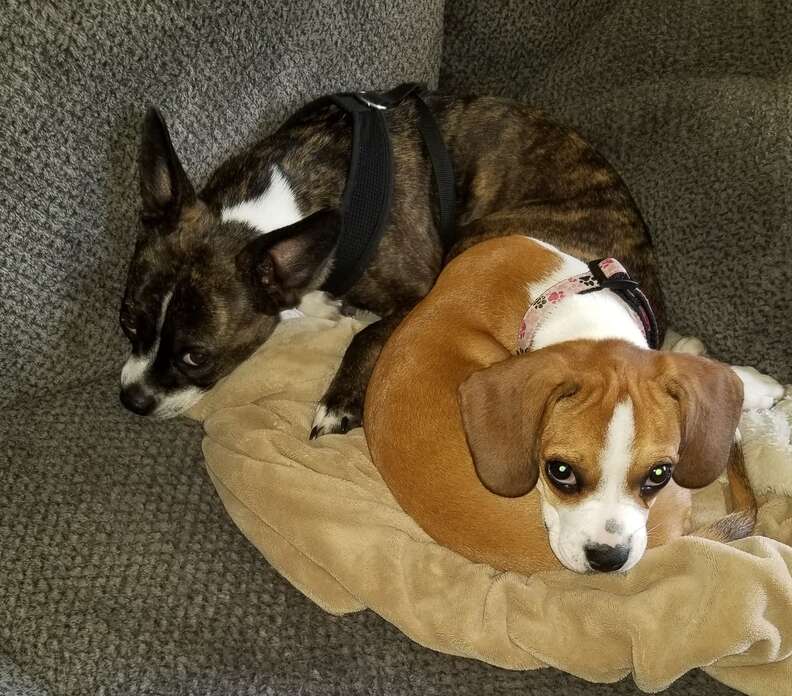 Nova the dog snuggling with her brother