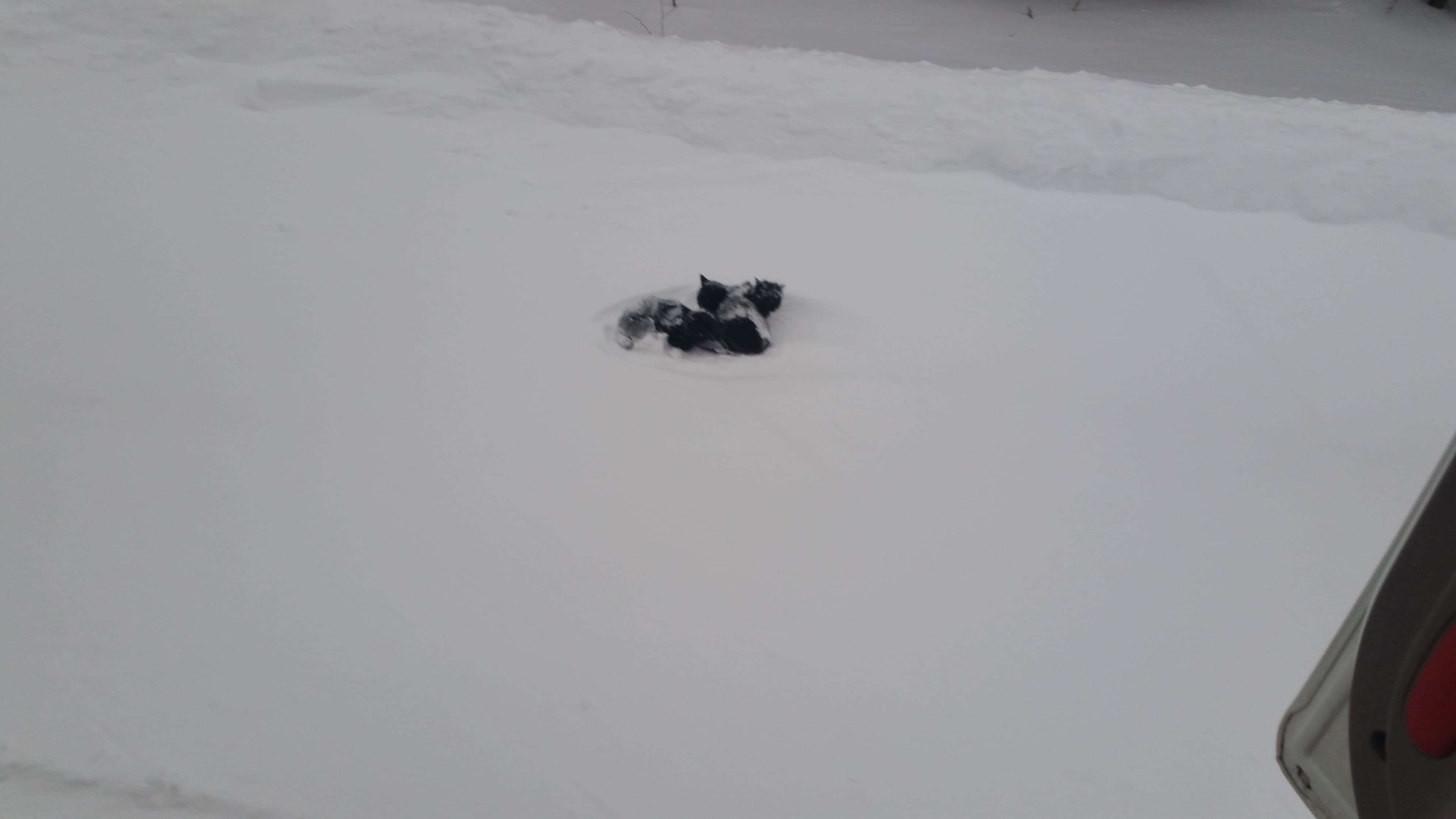 Black kittens abandoned in snowstorm
