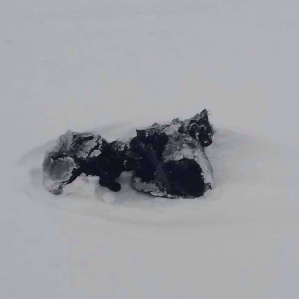 Black kittens abandoned in snowstorm