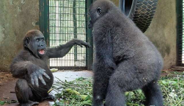 Gorilla best friends meeting at rescue center in Cameroon