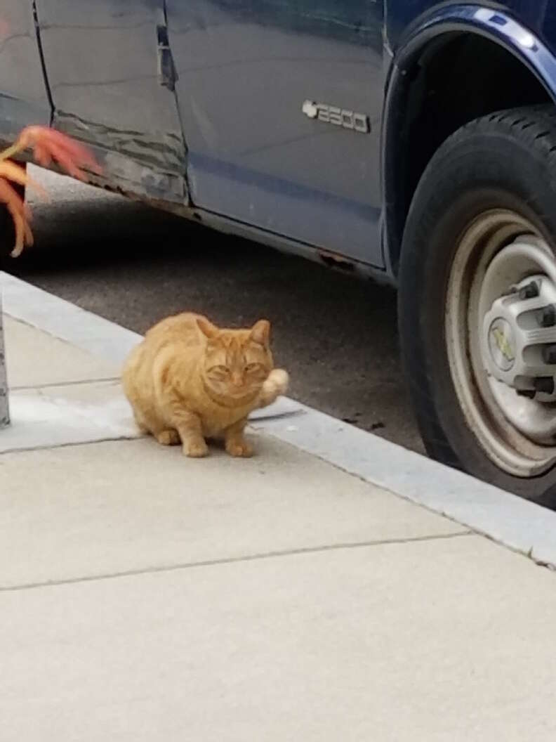 Hardened street cat in Boston 