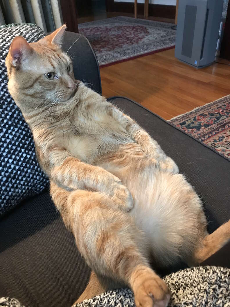 Street cat becomes couch potato