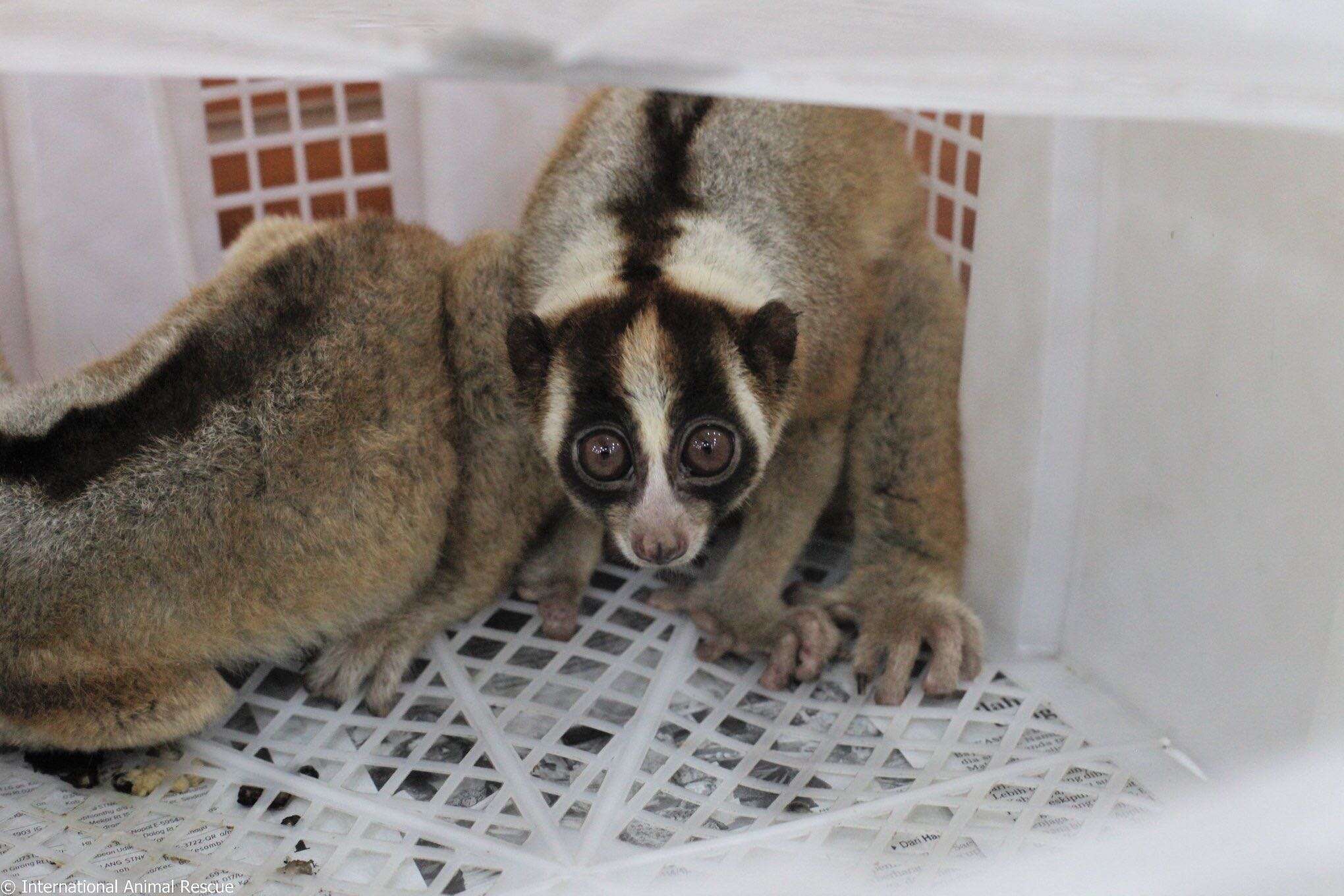 Slow lorises inside plastic cage