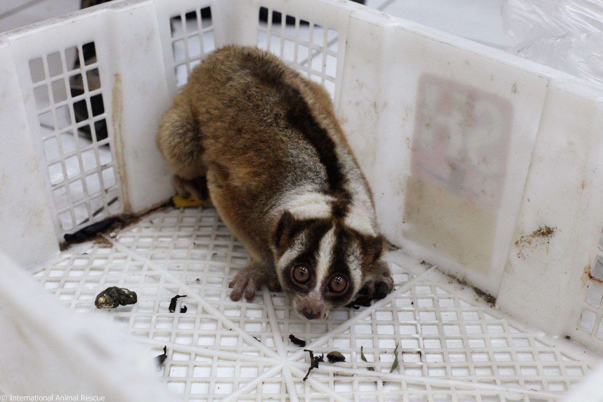 Slow loris trapped inside plastic box