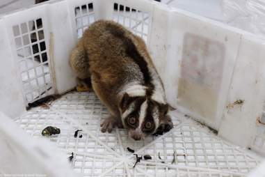 Slow loris trapped inside plastic box