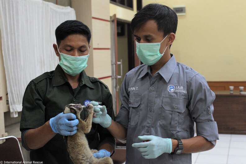 People nursing slow loris back to health