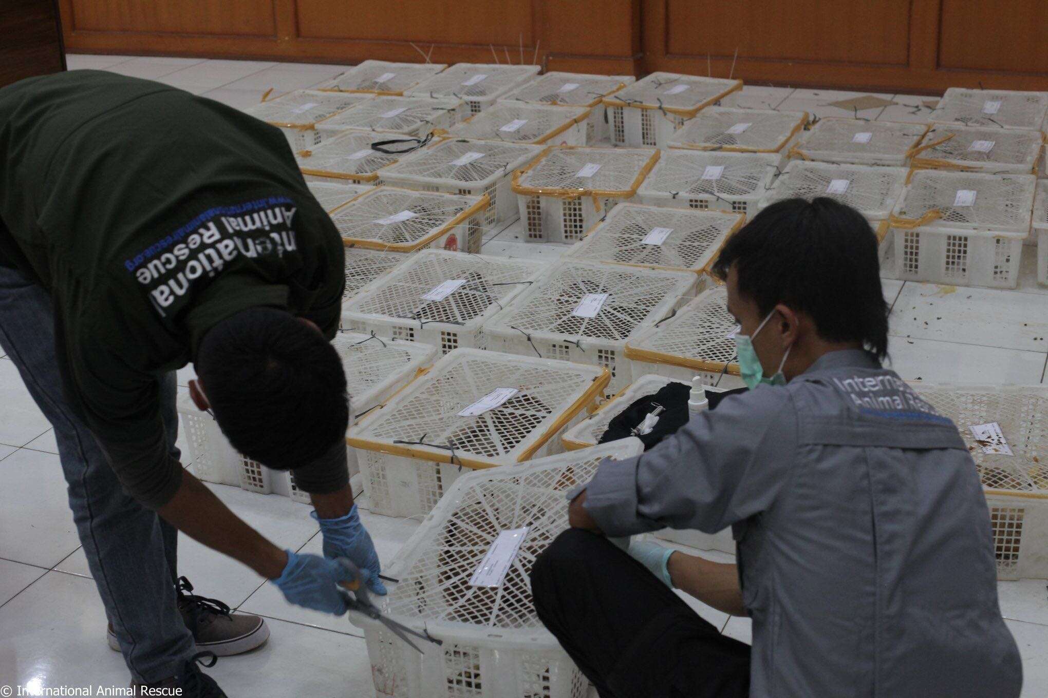 Rescuers helping slow lorises in cages