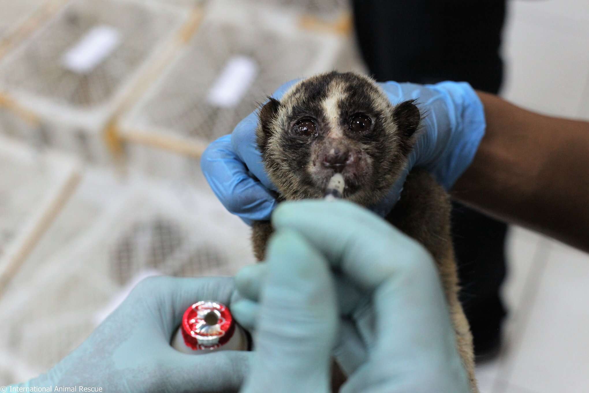 Rescued slow loris getting medicine