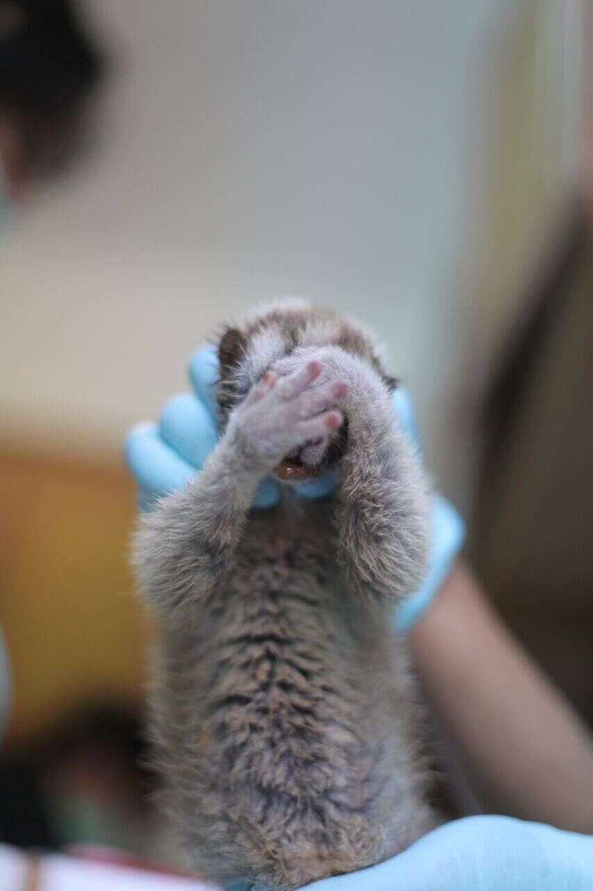 Rescued slow loris covering face