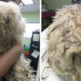Dogs Left In Parking Lot Were So Matted They Couldn't Move