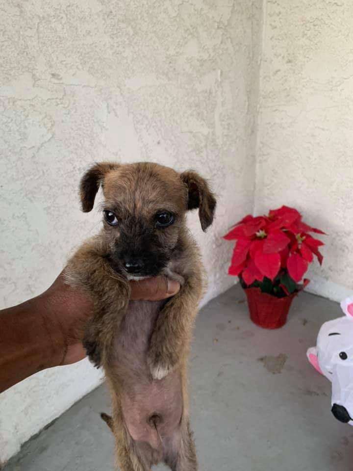 Person holding puppy up in one hand