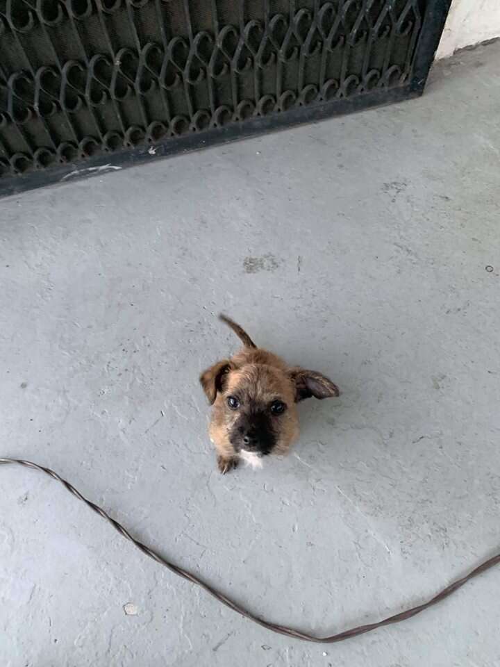 Tiny puppy sitting on cement ground