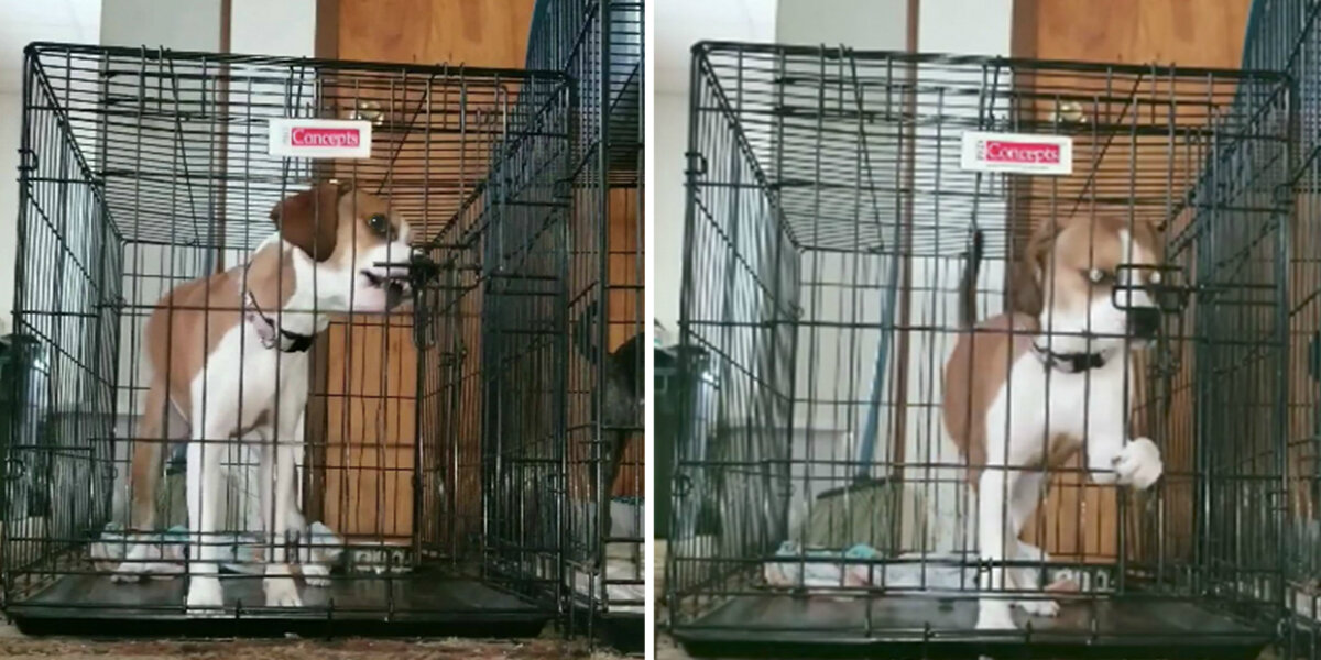 Dog tries to break out of crate hot sale