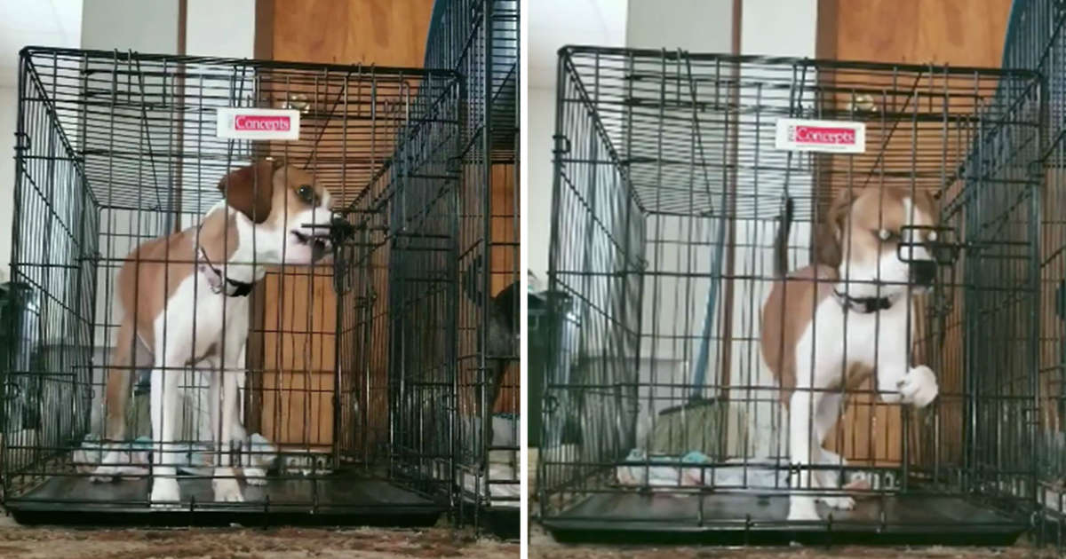 dog escapes crate