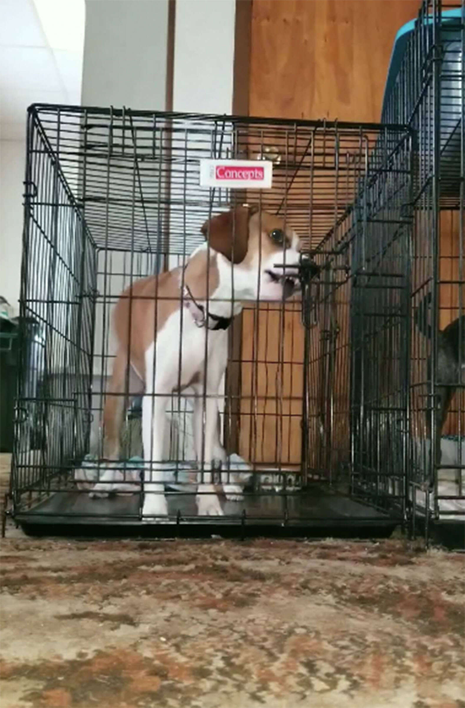 Nova the Borden terrier breaks out of her cage