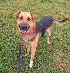 Smiling dog on grass
