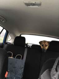 Dog riding in back of car