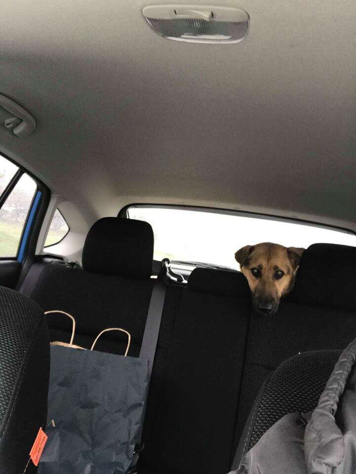 Dog riding in back of car