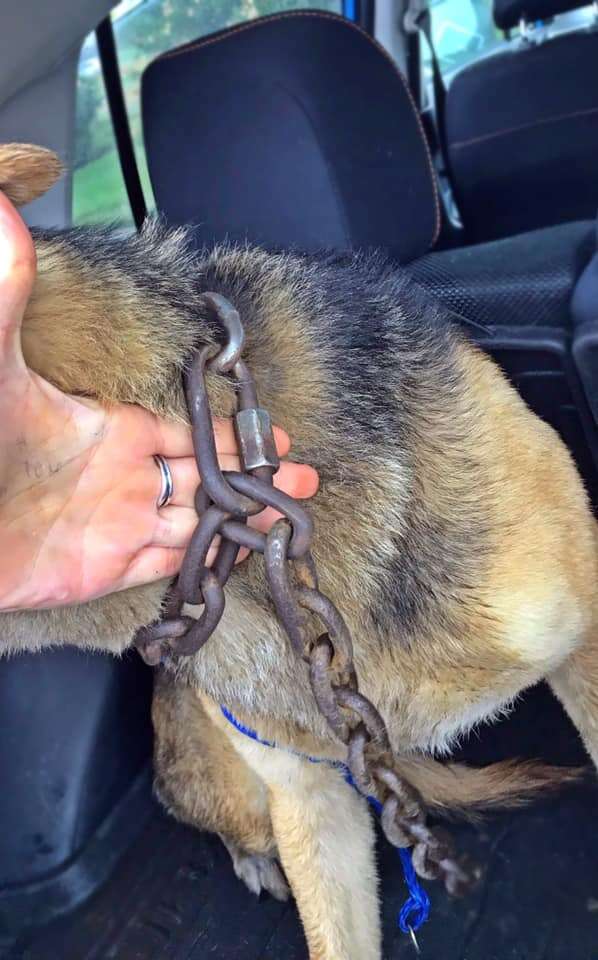 Dog with metal chain around neck