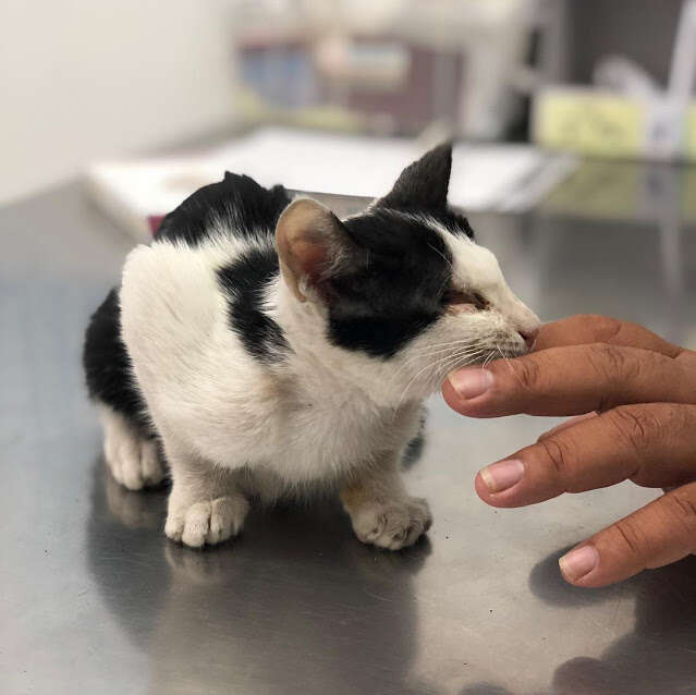 Blind kitten sitting on table at vet