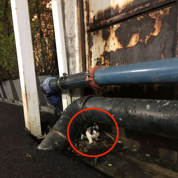 Kitten hiding beneath pipes in Bangkok