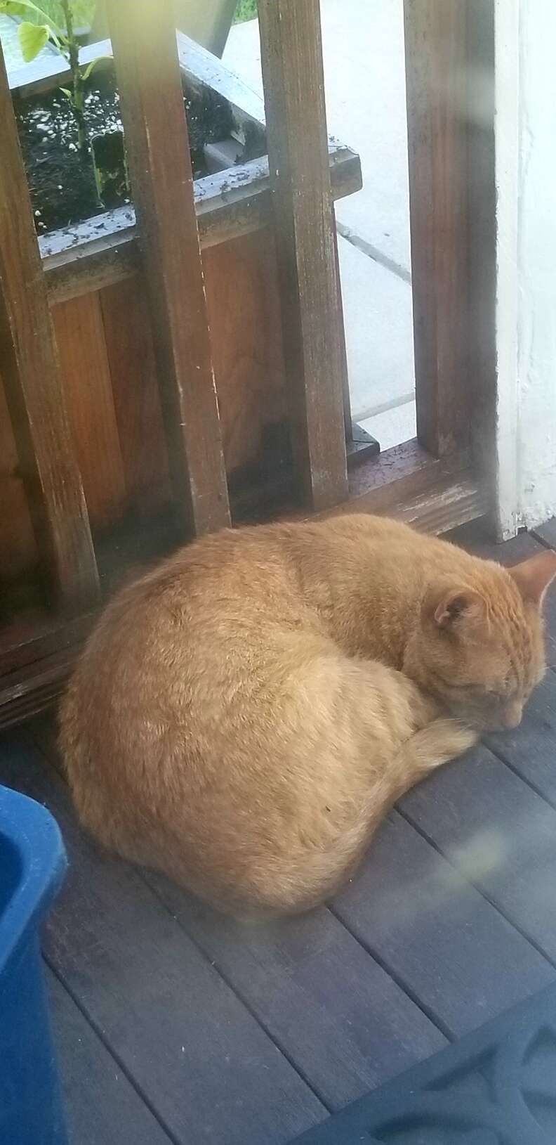 Street cat in Boston shows up on porch