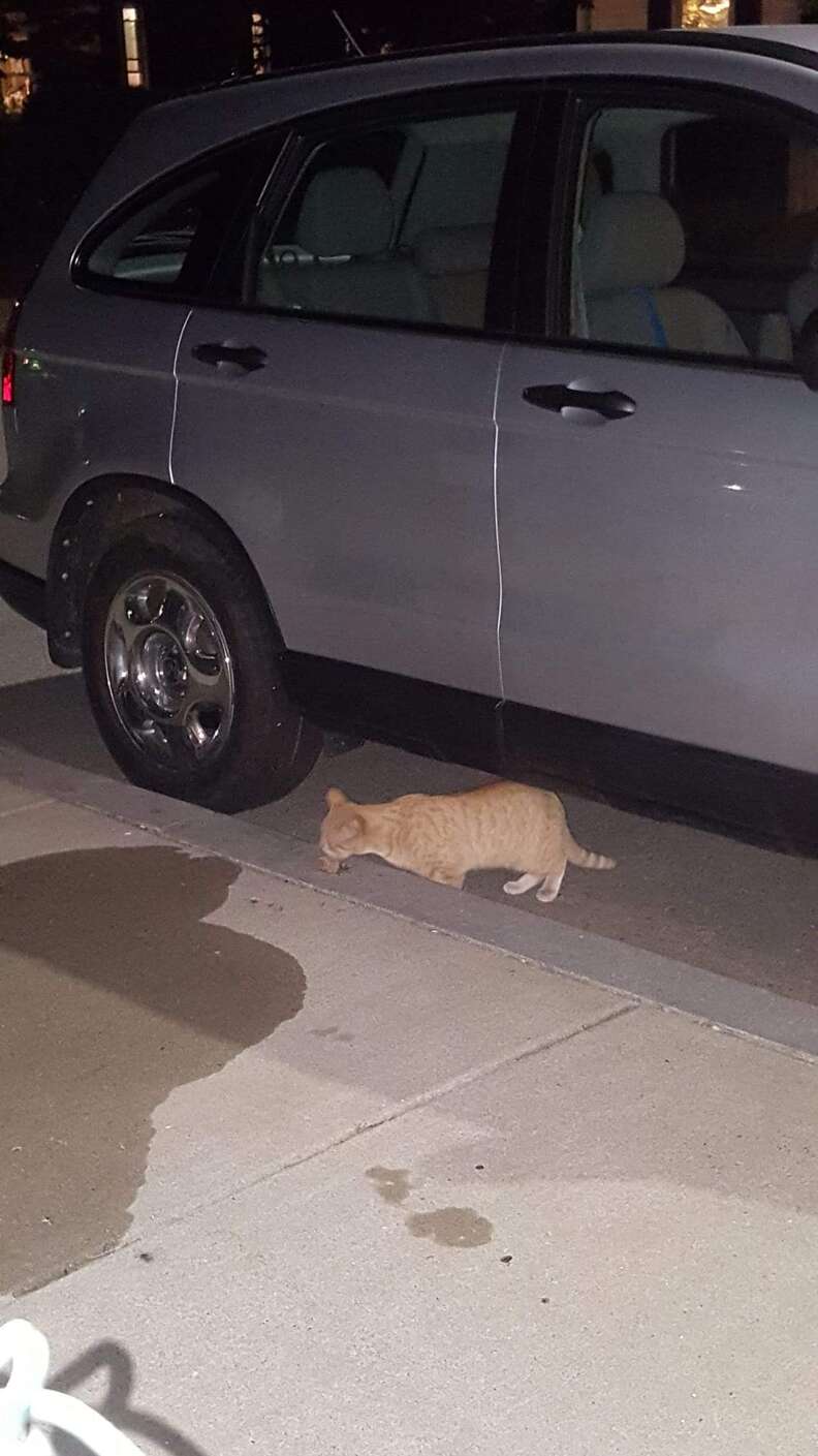 Boston street cat who adopted family