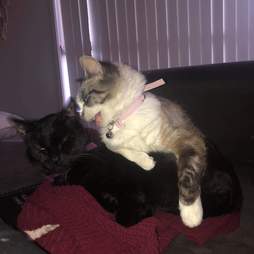 cat best friend