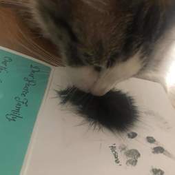 cat best friend