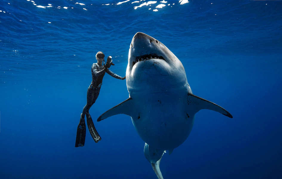 Divers swim with largest great white shark known on earth thrillist