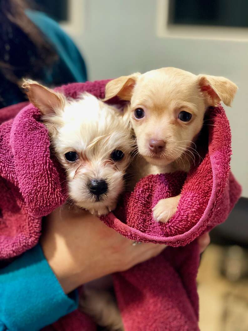 Homeless Mother Dogs Were Raising Puppies Together On Street - The Dodo
