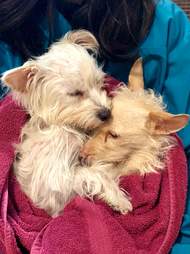 dog mom rescue