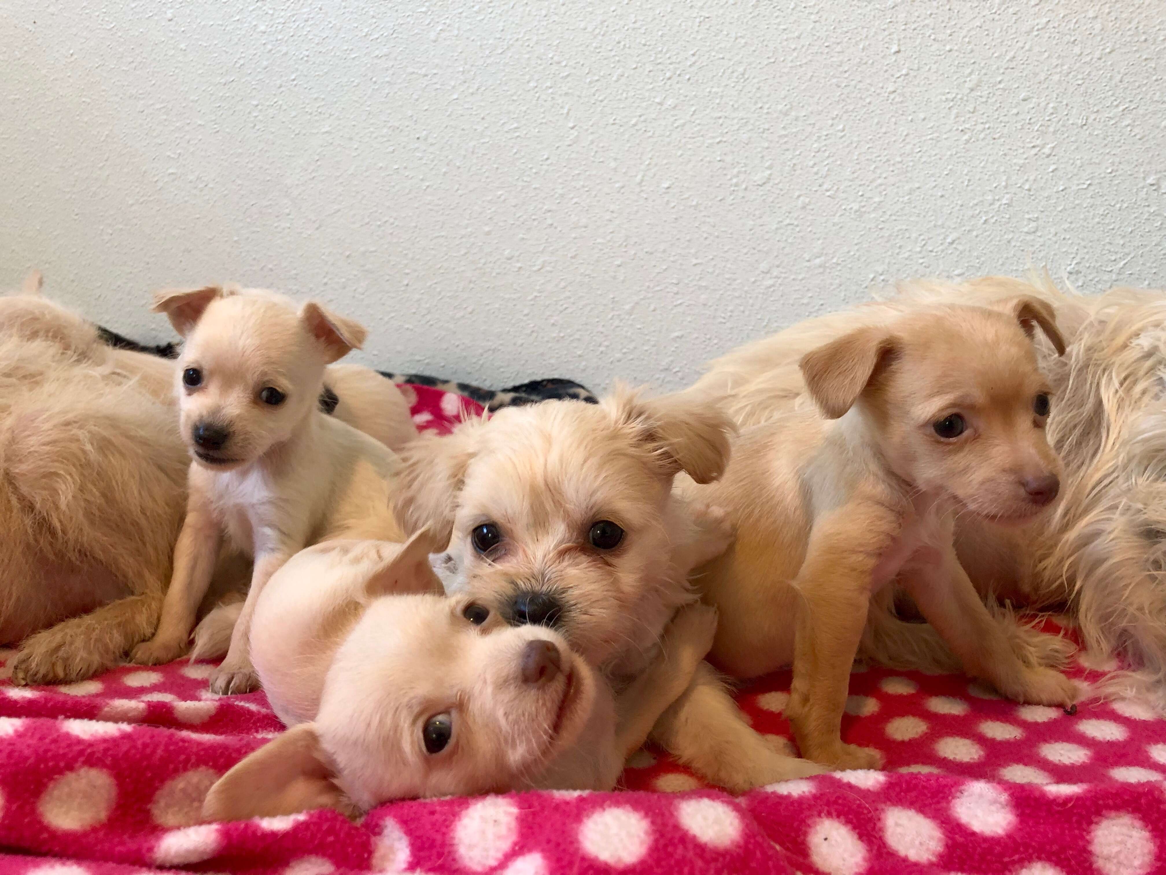 dog mom rescue california