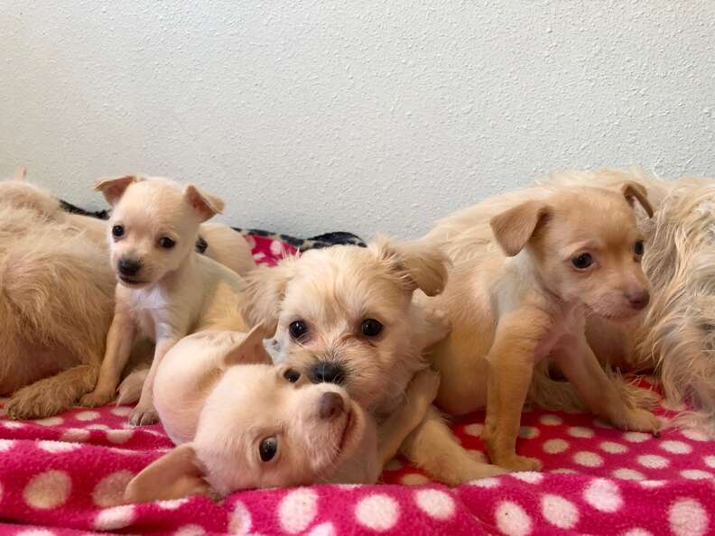 dog mom rescue california