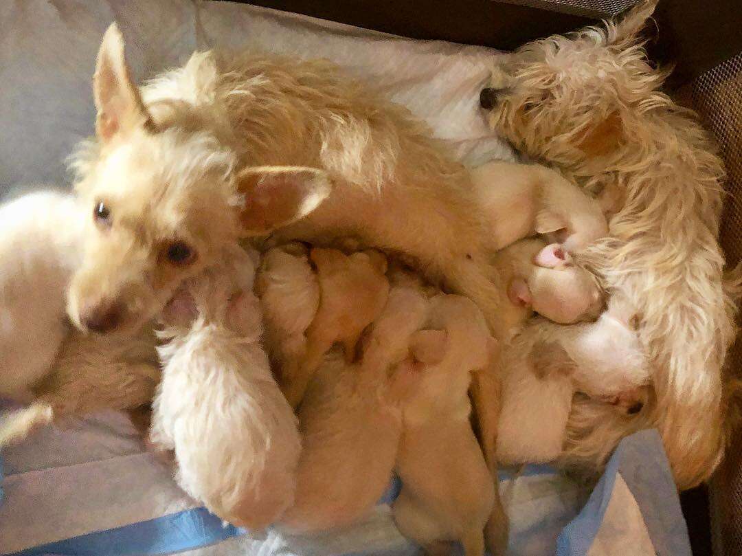 dog rescue mom california