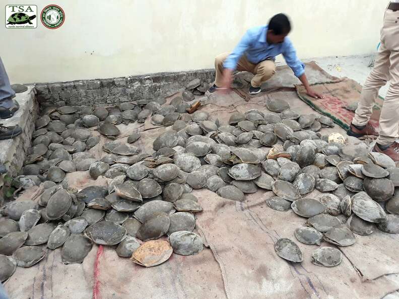 Rescued turtles who were being trafficked