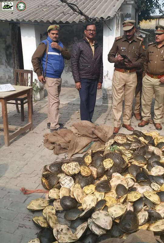 Authorities with confiscated turtles