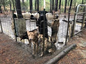 Hundreds Of German Shepherds Were Rescued From Georgia Puppy Mill The Dodo