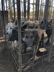 Desperate looking dogs trapped inside pen