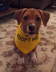 dog rescue charlie