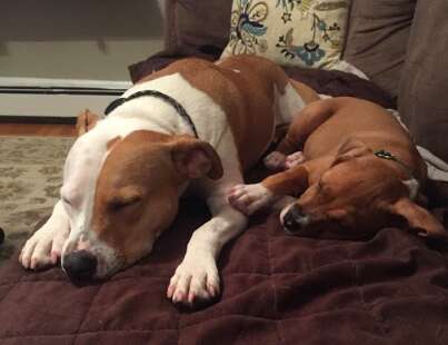 dog rescue