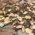 Turtles confiscated from wildlife traffickers