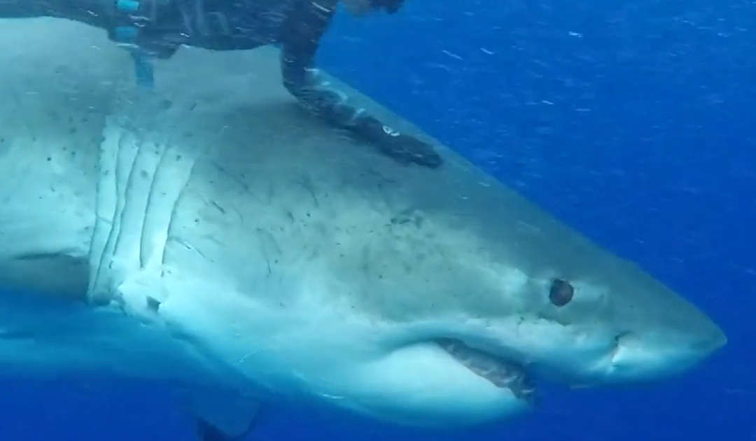 Massive Great White Seen Eating a Sperm Whale - Videos - Seeker