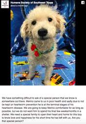 Facebook post of Taco the sick dog