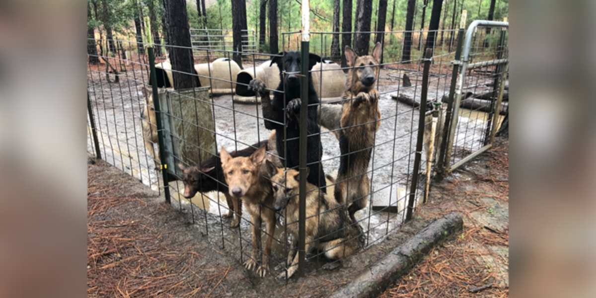 Rescued From Georgia Puppy Mill 